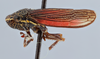 Habitus, lateral view: (Observation).