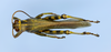 CollectionObject 1515693; fa1376e3-e3a6-4de8-b7eb-3c70b0991337: male, dorsal view, color morph green and yellow. (CollectionObject).
