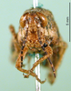CollectionObject 1502283; 33e10c1a-55f0-4666-9ee0-c49e95e555cf: female, frontal view (paratype). (CollectionObject).