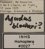 Other: !! display not done !! on Agudus blockeri Cheng, 1980: Labels. (Observation).