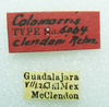 CollectionObject 1526302; 166855d4-281c-47e2-8305-658f42c7a47f: female, labels (paralectotype). (CollectionObject).