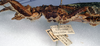 CollectionObject 1561363; NMW 256', 20ab842c-945c-4133-9d27-220c857368cd: copyright NMW, Vienna. female: head and thorax, lateral view (syntype). (CollectionObject).