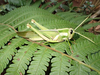 FieldOccurrence 126; b6324ede-d69d-4b45-93c5-a00938a44aa3; United Republic of Tanzania: Tanga
Kilulu Hill coastal forest remain Mkinga District, 2024/01/15: male, lateral view. (FieldOccurrence).