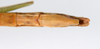 CollectionObject 1560025; e6a1366b-7f0b-45f3-a370-9011e91e14f1: copyright ZMUH, Hamburg. female: end of abdomen, ventral view of synonym Necroscia inflata (syntype). (CollectionObject).;CollectionObject 1560026; f74f5d9a-9f4f-4c4b-b5e9-29193cdca0b0: copyright ZMUH, Hamburg. female: end of abdomen, ventral view of synonym Necroscia inflata (syntype). (CollectionObject).