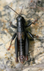 CollectionObject 1593156; 7481e775-d52a-4ae3-94f5-6837ab25386d: male. (CollectionObject).