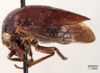 Habitus, lateral view: !! display not done !! on Carynota stupida (Walker, 1851): (Observation).