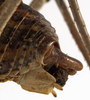 CollectionObject 1566726; 0cd0a5c4-fb88-422f-b2dd-d5261b005a59: male abdomen tip, lateral view (syntype). (CollectionObject).