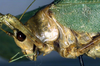 CollectionObject 1500557; 4d35b985-9256-4a01-a0d7-f52641f35113, DORSA BTgoegalHTF: female pronotum, lateral view (holotype). (CollectionObject).