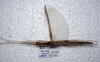 CollectionObject 1576071; f30be167-569e-4705-a21a-3b84e585338e: copyright ZRC, Singapore. female, dorsal view (holotype). (CollectionObject).
