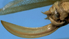 Anaulacomera (Oecella) darwinii Scudder, 1893: female ovipositor (allotype). (Otu).