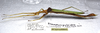 CollectionObject 1580893; SPM SP/EPH/00843, 50f2d5fd-bb26-43c1-8ae1-efe20cb21b74: copyright SPM, Kinabalu. female, lateral view (holotype). (CollectionObject).