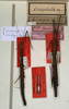 CollectionObject 1560432; NMW 620'', 1b180550-fa45-4539-9ceb-77eac016d3d5: copyright NMW, Vienna. female of Ocnophila integra (paralectotypes). (CollectionObject).