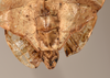 CollectionObject 1561244; f1af47a6-3b3b-413b-94f9-86bd141159e3: copyright UMO. male of synonym Phyllium dardanus end of abdomen, ventral view (holotype). (CollectionObject).