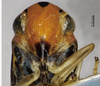 Head on Atkinsoniella trimaculata (Schmidt, 1911) now Atkinsoniella opponens (Walker, 1851): (Observation).