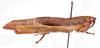 CollectionObject 1587129; 03874bf4-d7bb-4b05-a411-d2d0c93bd6f5: female, lateral view (paratype). (CollectionObject).
