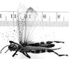 CollectionObject 1501120; df0a4123-1975-493d-a3ae-169080775fc6, MfN 1755: Image Carbonell, C.S. male, dorsal view (syntype). (CollectionObject).