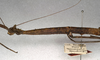 CollectionObject 1558539; NMW 666', bbd4ba18-3c66-4d99-89db-3136c4719a1e: copyright NMW, Vienna. female: head and thorax, lateral view (syntype). (CollectionObject).
