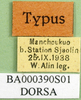 CollectionObject 1501470; 301bb3a9-0640-4d5d-8fae-a0600b591a20, DORSA BA000390S01: labels (holotype of Sinhippus alini). (CollectionObject).