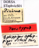 labels (paratype of Ephippiger vicheti). Depicts CollectionObject 1530801; a51bad7b-5c1d-47fc-ac24-7cb5fa89eaa1, a CollectionObject.