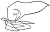 Pygofer, lateral view: genital capsule, laterally. (Observation).