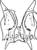 Subgenital plate, ventral view on Eupteryx (Eupteryx) australis Heller & Linnavuori, 1968: Subgenital plates, styles and connective. (Observation).