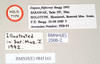 CollectionObject 1558242; 14cb91d8-5b02-48a2-9e8d-2415d0c71000: copyright Natural History Museum, London. female, data labels (holotype). (CollectionObject).