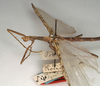 CollectionObject 1557035; NMW 980, c7130ecd-8b5a-44ea-950f-8968d75bec08: copyright NMW, Vienna. male: head and thorax, lateral view (holotype). (CollectionObject).