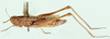 Paraprocticus pendulus (Karsch, 1896): lateral view. (Otu).