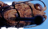 CollectionObject 1499305; a42378cc-27b3-4cfe-9836-04226b3f27ad: male, dorsal view (holotype). (CollectionObject).