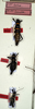 CollectionObject 1559928; 37d794c2-f668-4856-b9d5-86b87e816482: copyright NMW. male, 2 x female (paralectotypes). (CollectionObject).;CollectionObject 1559929; f662bf1c-089e-41d6-ae98-3fc4d8167021: copyright NMW. male, 2 x female (paralectotypes). (CollectionObject).