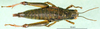 CollectionObject 1502209; 10d28bb5-09d2-409b-832f-ad06b7329575: female, dorsal view (paratype). (CollectionObject).