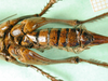 CollectionObject 1594839; 30d700b4-7533-49f4-97ed-409d15a46f35: female, ventral view. (CollectionObject).