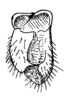 Ancistrocercus (Mystrostylus) truncatistylus (Brunner von Wattenwyl, 1895): Fig. 232. male right cercus, ventral view. (Otu).