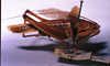 CollectionObject 1516498; 516ba594-c0f6-42c0-8d4e-86c0fb01d5b1: male, lateral view. (CollectionObject).