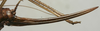 CollectionObject 1535985; 9266c33b-ea75-44e0-94fe-4b7d4f502b57: female ovipositor (paralectotype). (CollectionObject).