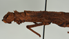 CollectionObject 1562229; 3d2923c1-8c94-4c3e-8098-a3b8dc45ed1c: copyright USNM, Washington. female: head & thorax, lateral view of synonym Tisamenus atropos (holotype). (CollectionObject).