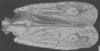 Habitus, dorsal view on Eurocalia pallescens (Metcalf & Bruner, 1948): (Observation).