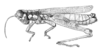 Eucephalacris borellii (Giglio-Tos, 1897): Fig. 123. male habitus. (Otu).