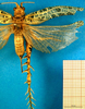 CollectionObject 1502717; 0c99e76a-1bd7-4b36-b92d-10297da655f8: female, dorsal view. (CollectionObject).