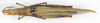 CollectionObject 1535522; 8e7ad780-d871-4be8-bac8-c2e17c7cef35: female, dorsal view (lectotype of Atractomorpha dohrni). (CollectionObject).