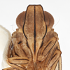 Head: !! display not done !! on Neocolpoptera portoricensis Dozier, 1931: (Observation).