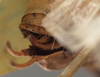 CollectionObject 1505838; 21c3650c-79ff-4c0e-85f7-fd01f0e6c019: male cerci. (CollectionObject).
