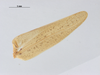 CollectionObject 1578225; ad0dcb8f-d87a-4429-870c-7cd0991b649a: male, left tegmen. (CollectionObject).