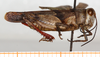 CollectionObject 1499468; 12a4e394-b051-4a29-8be2-49a656189c68: male, lateral view (holotype). (CollectionObject).