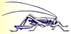 Mesagraecia laticauda (Karny, 1926): Fig. 47. female (body length 22.5 mm, tegmina 18 mm, ovipositor 19 mm). (Otu).