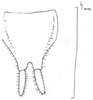 Brachyteleutias steinbachi (Bruner, 1915): original drawing. male subgenital plate (specimen in ANSP collection). (Otu).