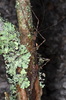 Pseudodiacantha macklottii (Haan, 1842): copyright Paul D. Brock. female ex. Jawa, culture stock September 2013. (Otu).