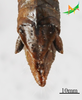 CollectionObject 2243691; Unioeste Cascavel K-0621, 920b9bf9-983a-4e54-b04a-10727b866356: Male, terminalia in dorsal view. (CollectionObject).