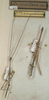 CollectionObject 1558021; ac5f06fb-3ccd-4f50-bb26-d6b9d2339f82: copyright NMW, Vienna. male and female (syntypes). (CollectionObject).;CollectionObject 1558022; 072581cb-7ba7-4cb1-90e3-6cad3bfa3cfd: copyright NMW, Vienna. male and female (syntypes). (CollectionObject).