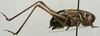 CollectionObject 1535969; 2e7f994d-7944-4afe-971e-93154869e6a2: male, lateral view (syntype). (CollectionObject).